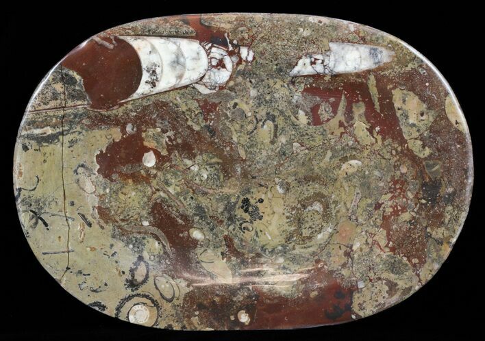 / Fossil Orthoceras & Goniatite Plate - Stoneware #58564